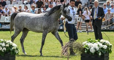 15 klaczy będzie licytowanych na niedzielnej aukcji Pride of Poland w Janowie Podlaskim
